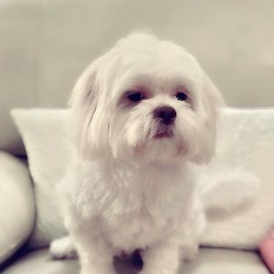 Meet your Posher, Mai